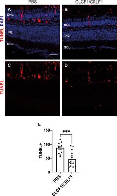 Frontiers Clcf1 Crlf1a Mediated Signaling Is Neuroprotective And